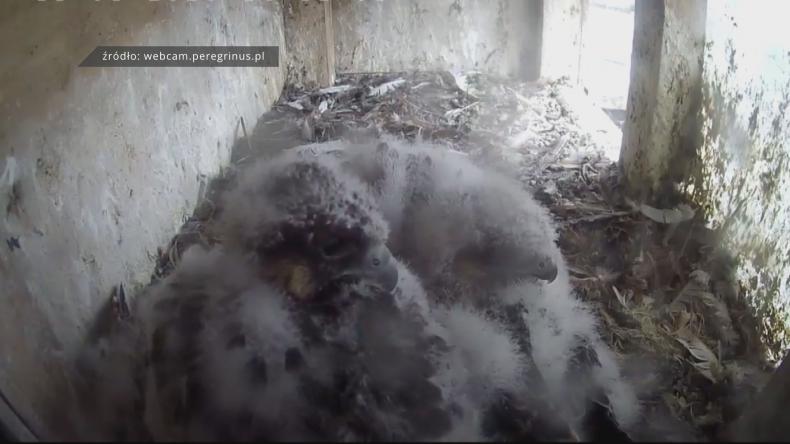 Młode sokoły czekają na imiona