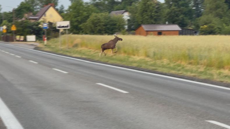 Bliskie spotkanie z łosiem