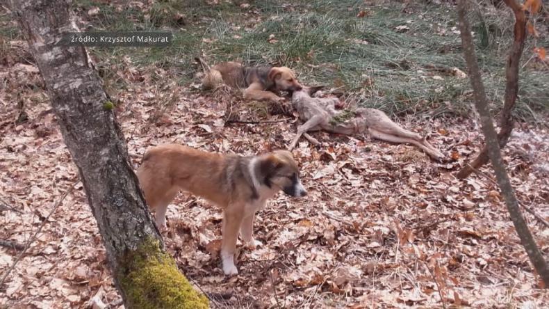 Psy jak wilki, polują na sarny pod Wejherowem