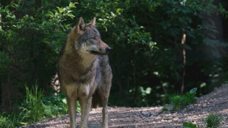 Niebezpieczne spotkanie w lesie
