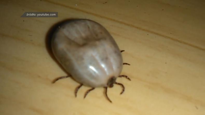 Kleszcze kolejny raz dają o sobie znać