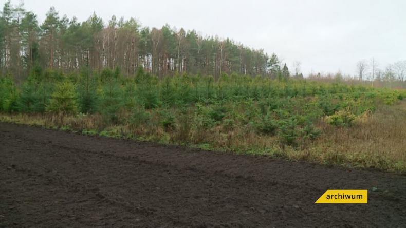 Żywa choinka prosto z lasu