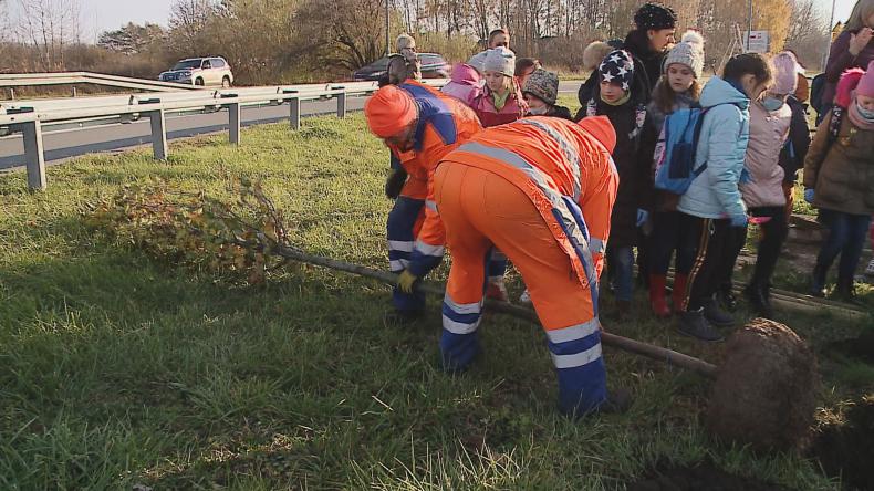 Reda ruszyła z uzupełnianiem miejskiej zieleni