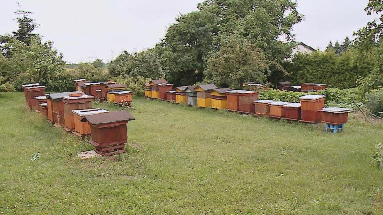 Martwe pszczoły w Mostach, powodem mogły być opryski