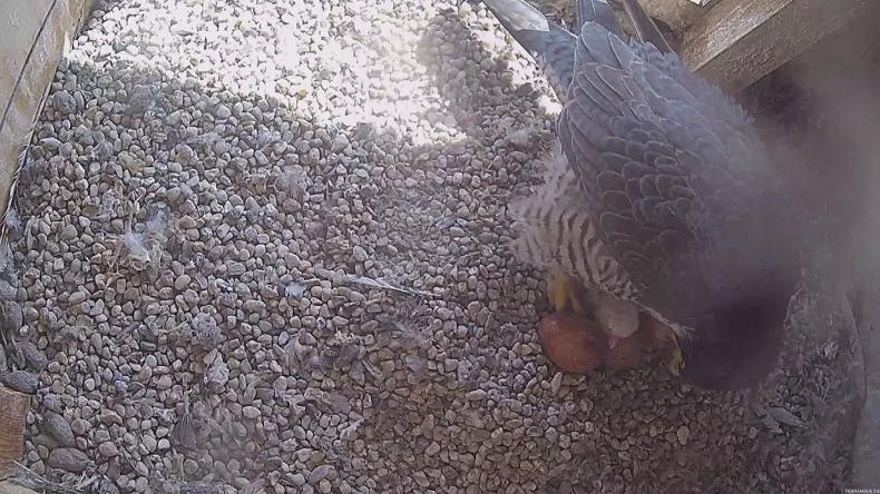 Dwa pisklaki w gnieździe redzkich sokołów