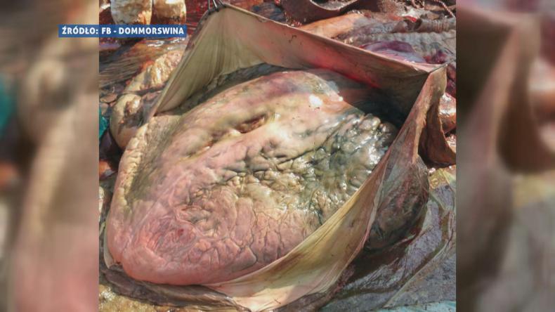 Serce finwala pod mikroskopem. W Helu trwa sekcja zwłok wieloryba