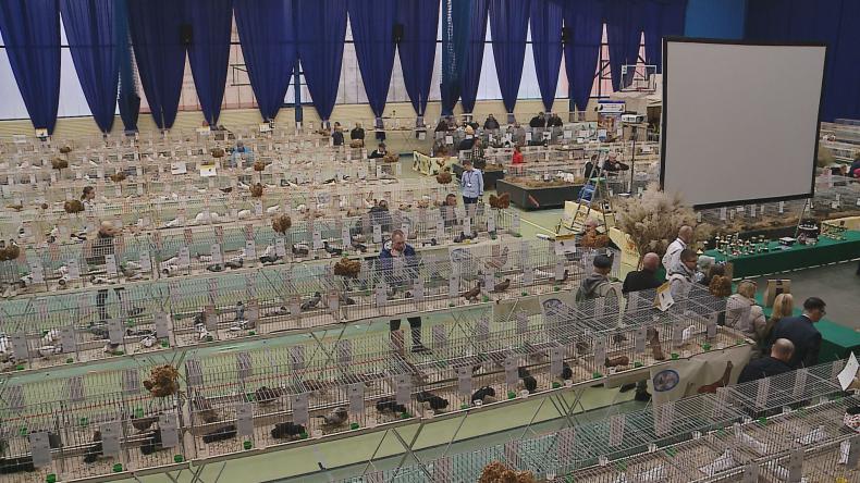 Niezwykła wystawa w Rumskim MOSiRze