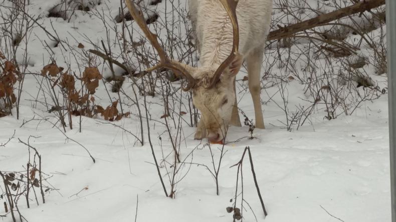 Dzikie zwierzęta w mieście