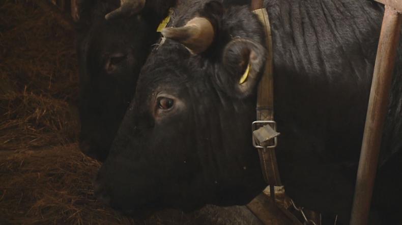 Byk poturbował rolnika