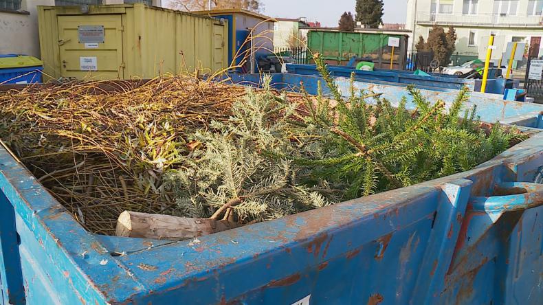 Powraca coroczny dylemat - co z choinką?