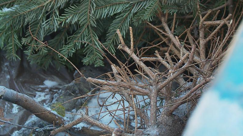 Co zrobić z choinką po świętach?