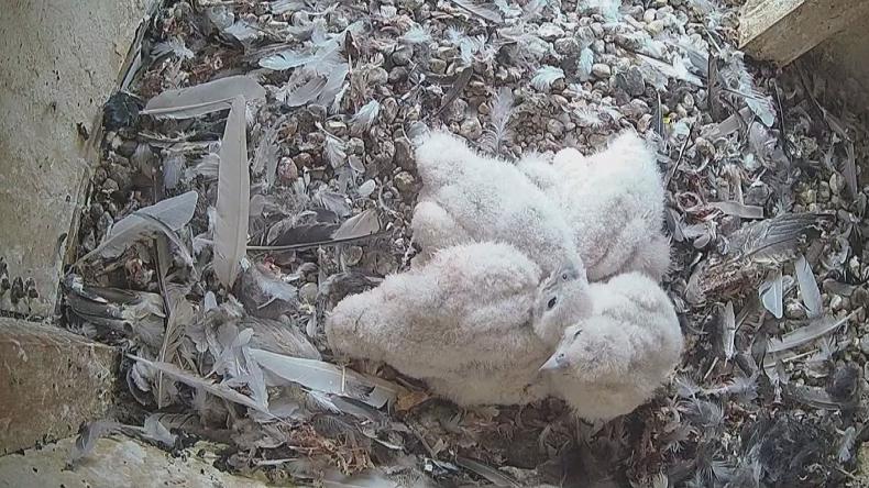 Wymyśl imiona dla młodych sokołów