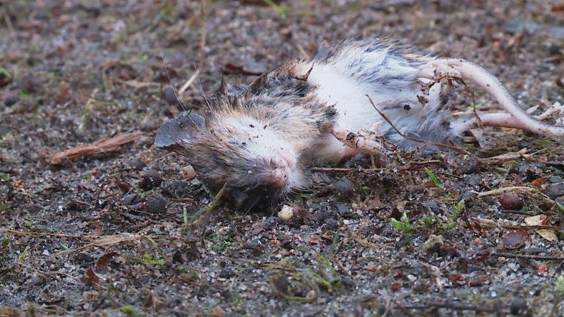 Plaga szczurów w Wejherowie