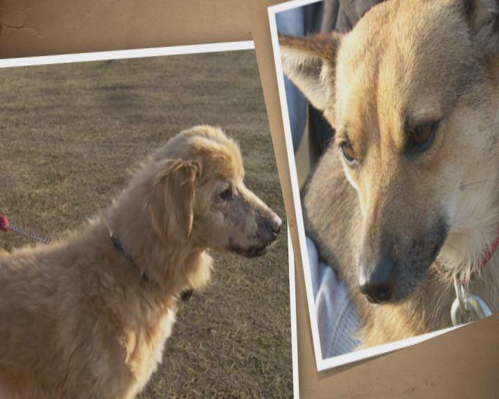 Pomóż mi znaleźć dom