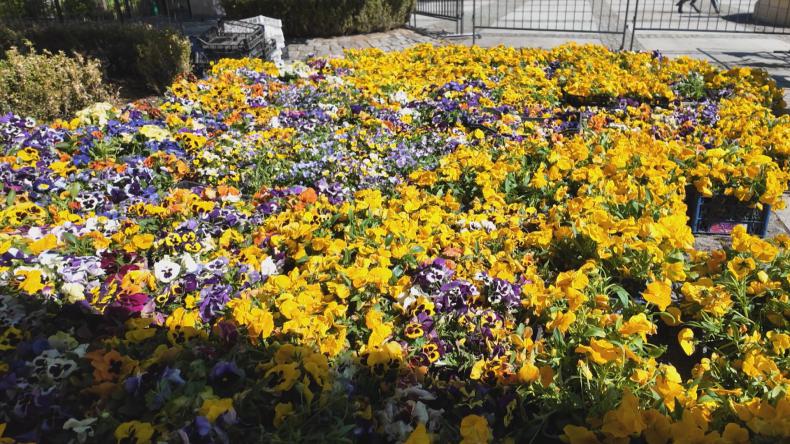 Bratki ponownie trafiły do mieszkańców Wejherowa
