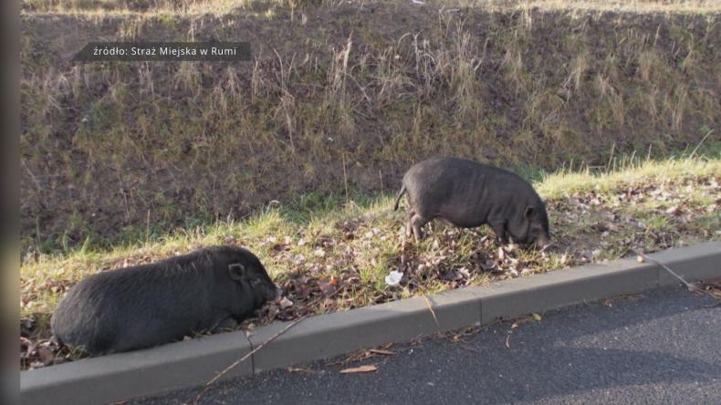 Nietypowe zgłoszenie w ostatni dzień roku