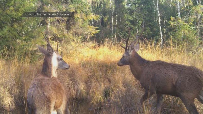 Walka młodych byków