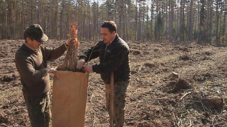Leśnicy rozdają drzewka w ramach akcji #sadziMY
