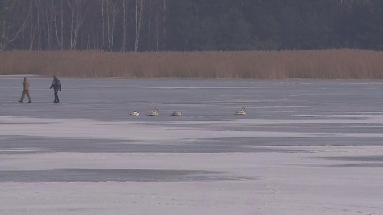 Ptasia grypa zabija łabędzie na Zatoce Puckiej