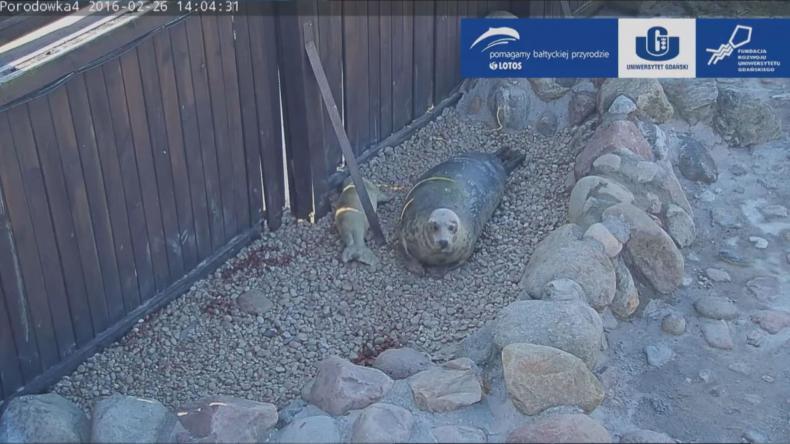 Piętnasty potomek Undy Mariny już na świecie