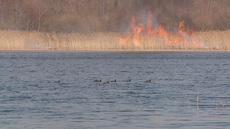Pożar traw nad Jeziorem Orle